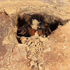 Osmia cornuta, W, in Anthophra-plumipes-Nest 1