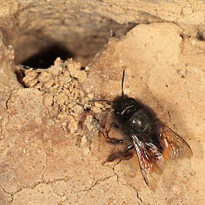 Osmia cornuta, W, in Anthophra-plumipes-Nest 2