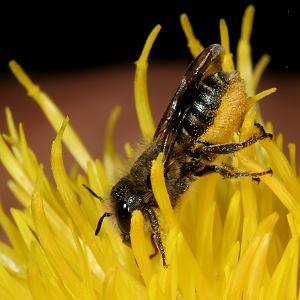 Mauerbiene: Osmia leaiana, W