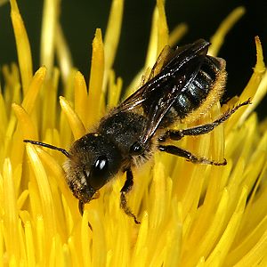 Osmia leaiana, W, an Centaurea macrocephala