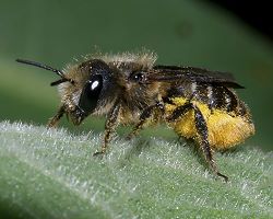 Mauerbiene: Osmia leaiana, W Mauerbiene: Osmia leaiana, W