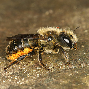 Osmia leaiana, W