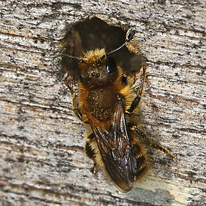 Osmia leaiana, M