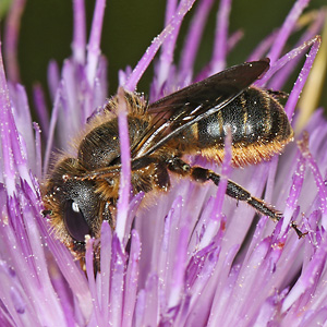 Osmia leaiana, W