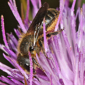 Osmia leaiana, W
