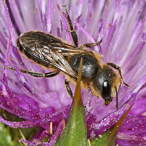 Osmia leaiana, W
