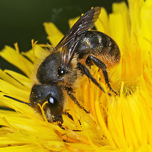 Osmia leaiana, W