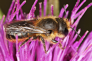 Osmia leaiana, W