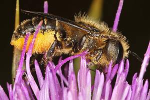 Osmia leaiana, W