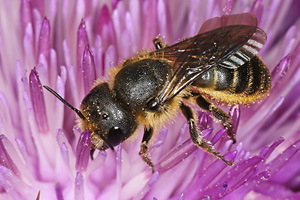 Osmia leaiana, W