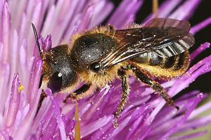 Osmia leaiana, W