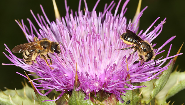 Osmia leaiana, W