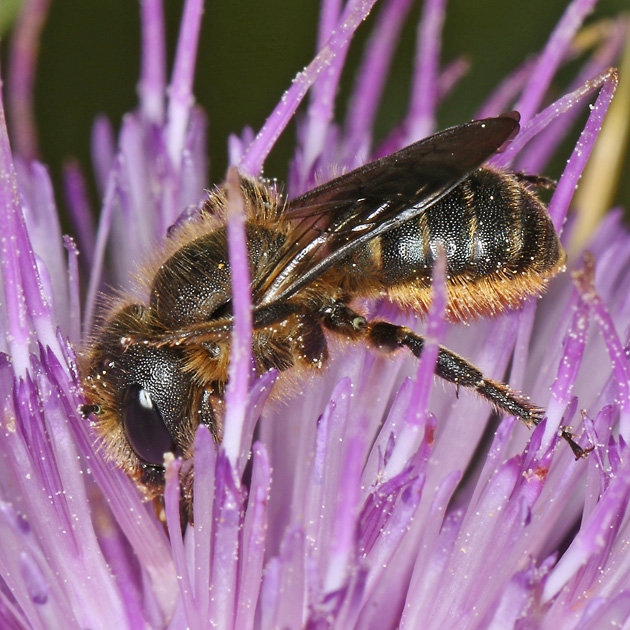 Osmia leaiana, W