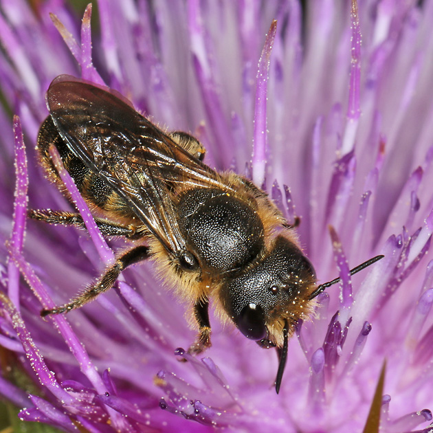 Osmia leaiana, W
