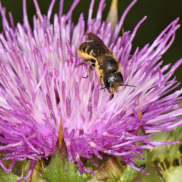 Osmia leaiana, W