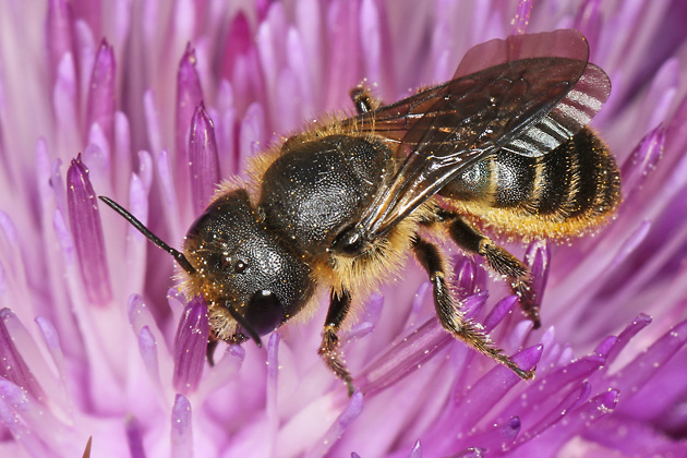 Osmia leaiana, W