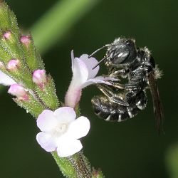 Mauerbiene: Osmia leucomelana Mauerbiene: Osmia leucomelana