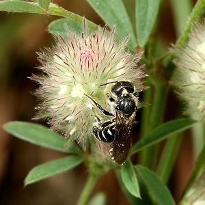 Mauerbiene: Osmia leucomelana, W Mauerbiene: Osmia leucomelana