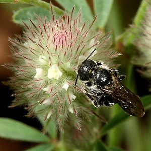 Osmia leucomelana an Trifolium arvense Osmia leucomelana an Trifolium arvense
