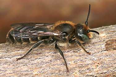 Osmia leucomelana, M Osmia leucomelana, M