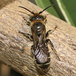 Osmia leucomelana, M Osmia leucomelana, M