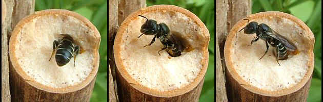 Osmia leucomelana in einem Holunderstengel Osmia leucomelana in einem Holunderstengel