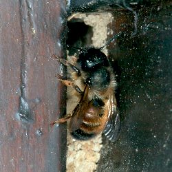 Rostrote Mauerbiene (Osmia bicornis/rufa), W