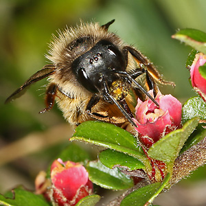 Osmia bicornis / rufa, M an Zierjohannisbeere Osmia bicornis / rufa, M an Zierjohannisbeere