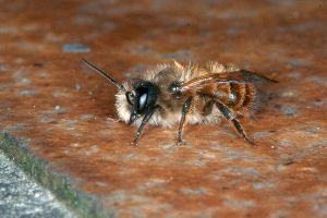 Osmia bicornis / rufa, M Osmia bicornis / rufa, M