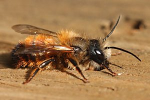 Rostrote Mauerbiene (Osmia bicornis/rufa), M Rostrote Mauerbiene (Osmia bicornis/rufa), M