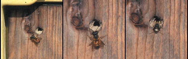 Osmia bicornis / rufa, M