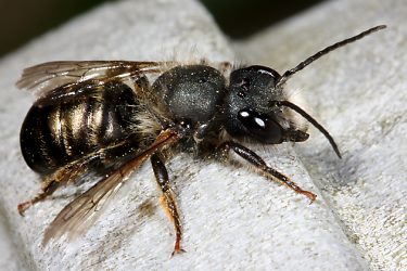 Rostrote Mauerbiene (Osmia bicornis/rufa), M Rostrote Mauerbiene (Osmia bicornis/rufa), M