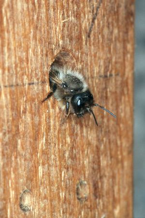 Rostrote Mauerbiene (Osmia bicornis/rufa), W