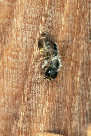 Osmia bicornis / rufa, W
