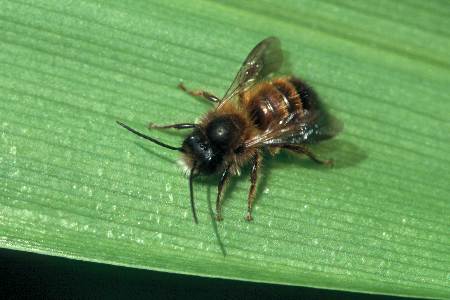 Die Mauerbiene Osmia bicornis (ehemals O. rufa) Mauerbiene (Osmia bicornis/rufa)