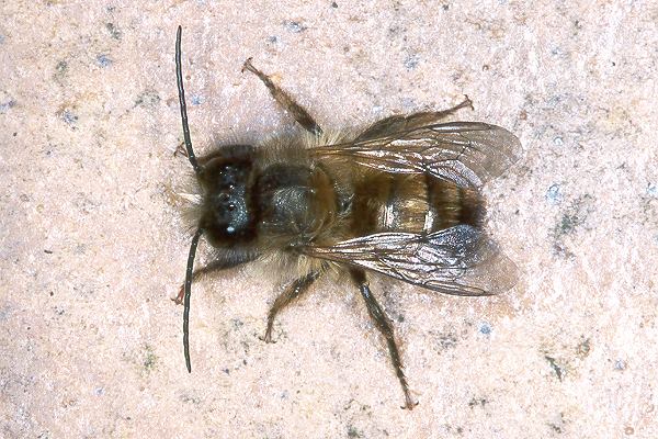Osmia bicornis (ehemals: rufa), M