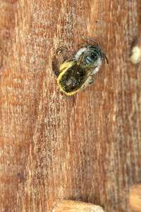 Osmia bicornis / rufa