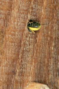 Osmia bicornis / rufa, W