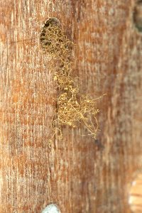 Fruchtfliege Cacoxenus indagator