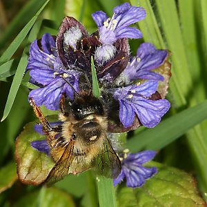 Rostrote Mauerbiene (Osmia bicornis/rufa), W Rostrote Mauerbiene (Osmia bicornis/rufa), W