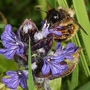 Osmia bicornis / rufa, W Osmia bicornis / rufa, W