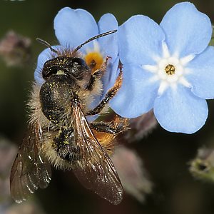 Rostrote Mauerbiene (Osmia bicornis/rufa), W Rostrote Mauerbiene (Osmia bicornis/rufa), W