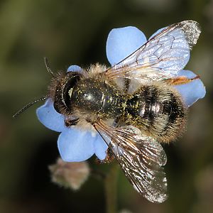 Osmia bicornis / rufa, W Osmia bicornis / rufa, W