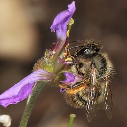 Osmia bicornis / rufa, W Osmia bicornis / rufa, W