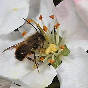 Osmia bicornis / rufa, M an Apfelblüte Osmia bicornis / rufa, M an Apfelblüte