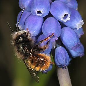 Osmia bicornis / rufa, M Osmia bicornis / rufa, M