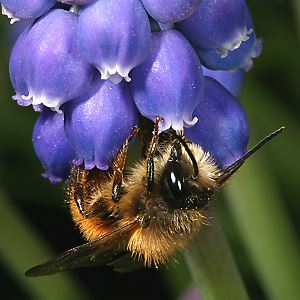 Osmia bicornis / rufa, M Osmia bicornis / rufa, M