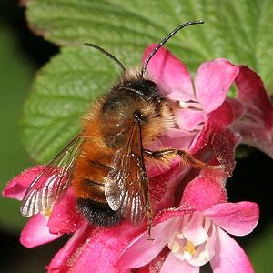Rostrote Mauerbiene (Osmia bicornis/rufa), M Rostrote Mauerbiene (Osmia bicornis/rufa), M