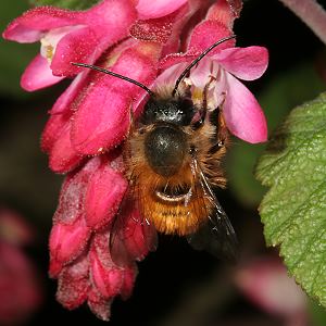Osmia bicornis / rufa, M Osmia bicornis / rufa, M