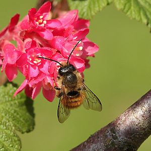 Rostrote Mauerbiene (Osmia bicornis/rufa), M Rostrote Mauerbiene (Osmia bicornis/rufa), M
